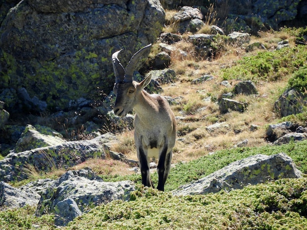 Foto cavallo in piedi su una roccia