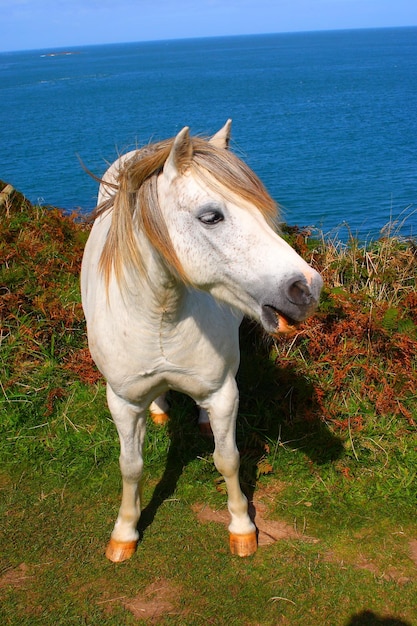 Foto cavallo in piedi nel mare