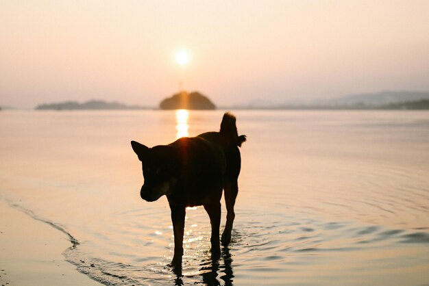 Foto cavallo in piedi nel mare