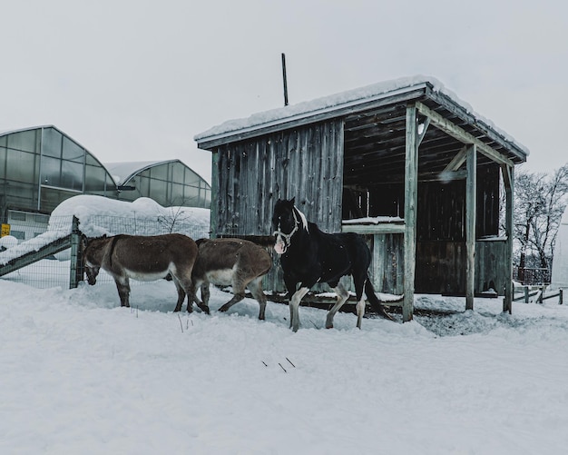 Horse standing on snow covered field against buildings