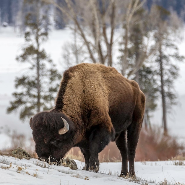 Foto cavallo in piedi su un terreno coperto di neve