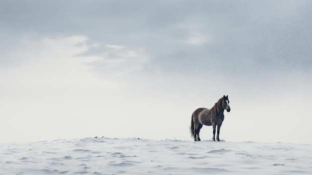 Лошадь стоит на вершине заснеженного поля