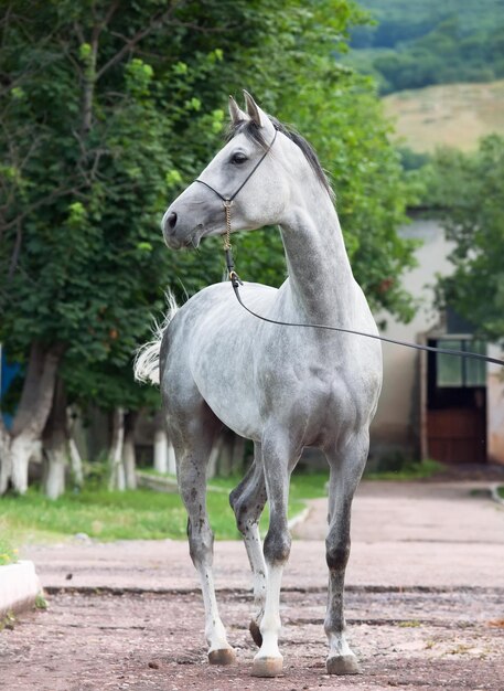 Horse standing on tree