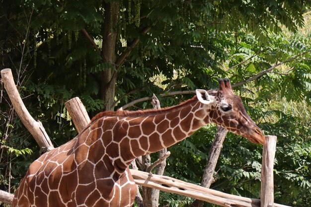 Photo horse standing in a zoo