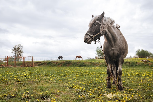 The horse stands in the countryside and looks away other horses in the background