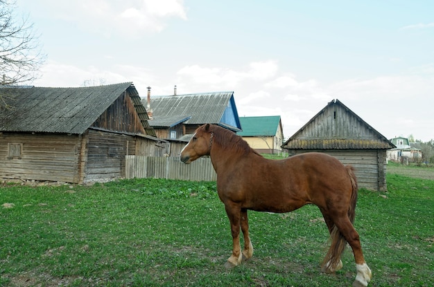 A horse stands in front of a house in the village.