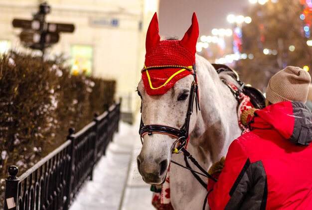 A horse on the street in the city on a winter evening.