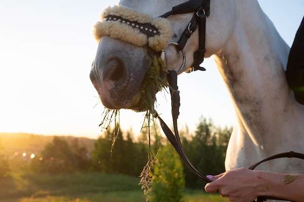 散歩をする草を食べる夏の野原の馬