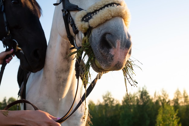 Horse in the summer field eating grass dueing walk