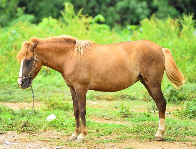 Photo horse on a summer pasture