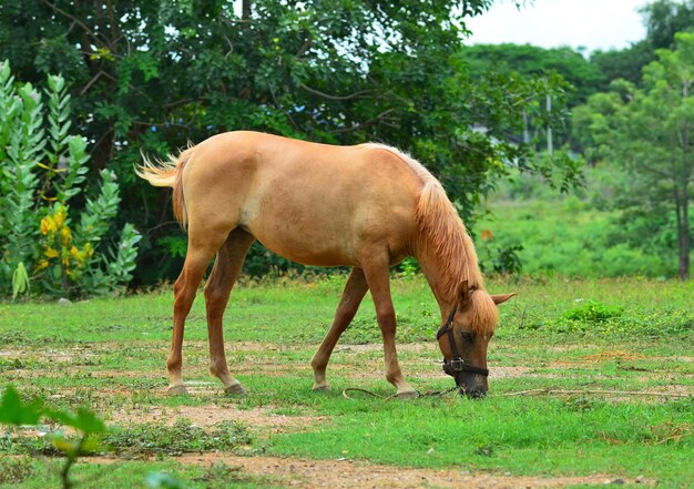 Photo horse on a summer pasture