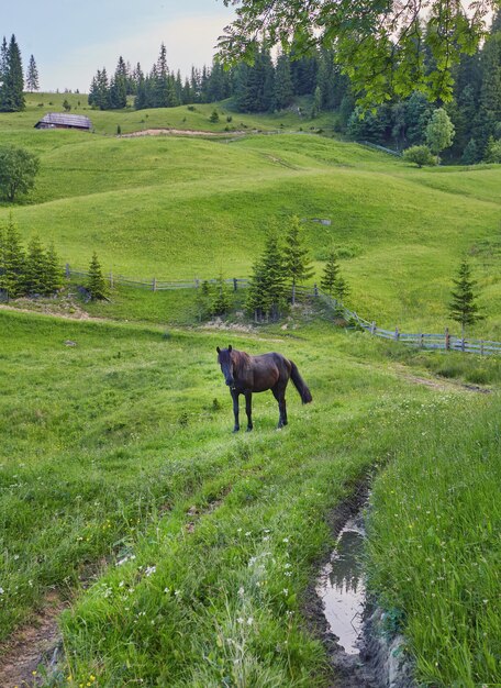 夏の牧草地の馬