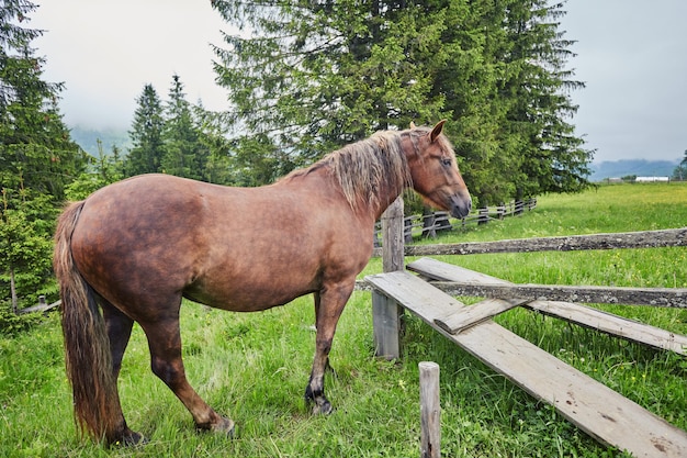 Horse on a summer pasture