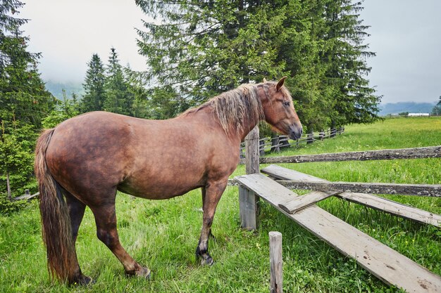 夏の牧草地の馬