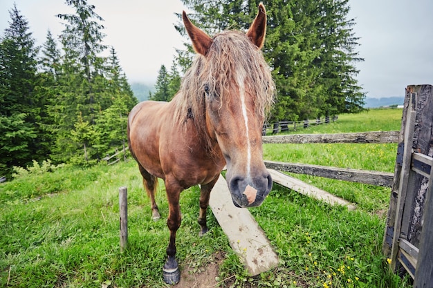 Horse on a summer pasture