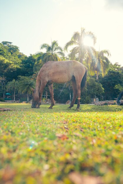 Foto cavallo al tramonto che mangia