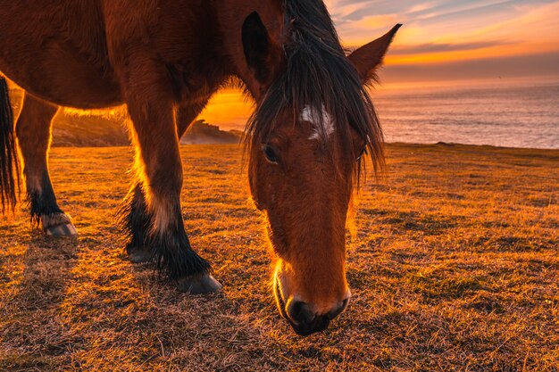 A horse at sunset from Jaizkibel winged from San Sebastian. Basque Country