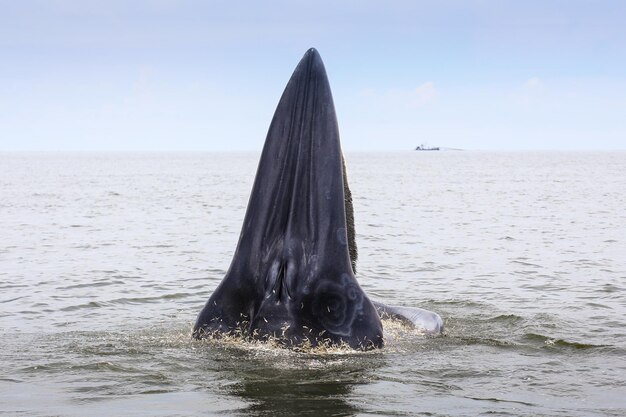 写真 空に逆らって海で泳ぐ馬