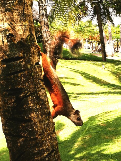 Horse on tree trunk