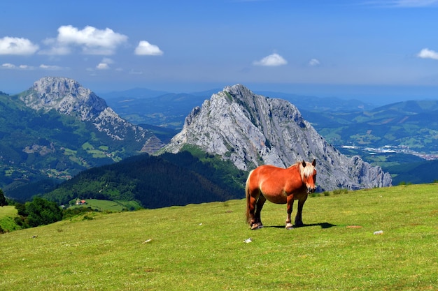 Horse in the Urkiola Natural Park Biscay Basque Country Spain