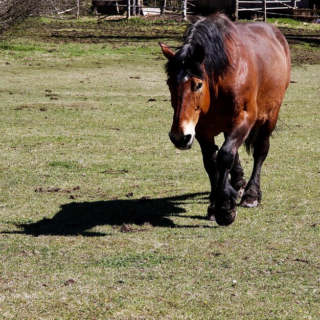 Horse walking on field during sunny day