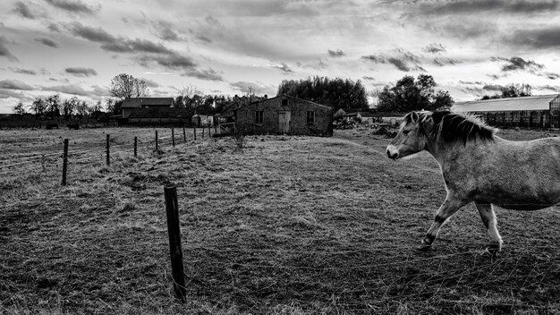 Photo horse walking on field at ranch against sky