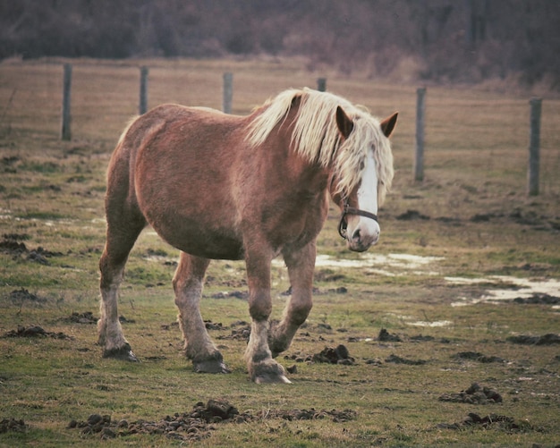 Photo horse walking on field