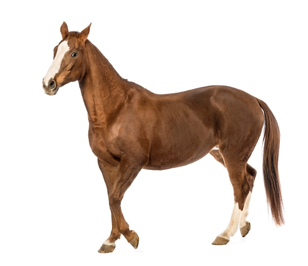Horse walking in front of white background