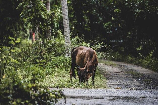 Horse walking on road amidst plants