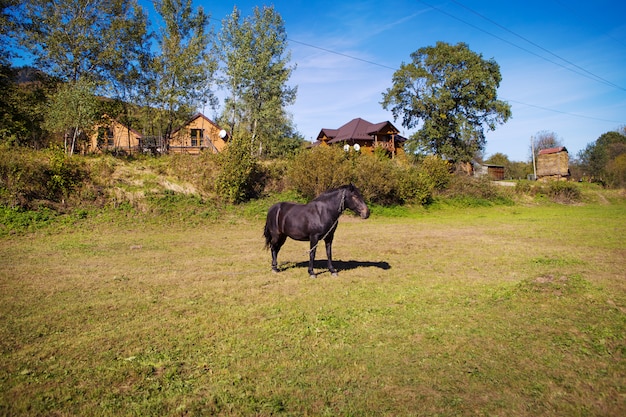 The horse walks in a field near a wooden house