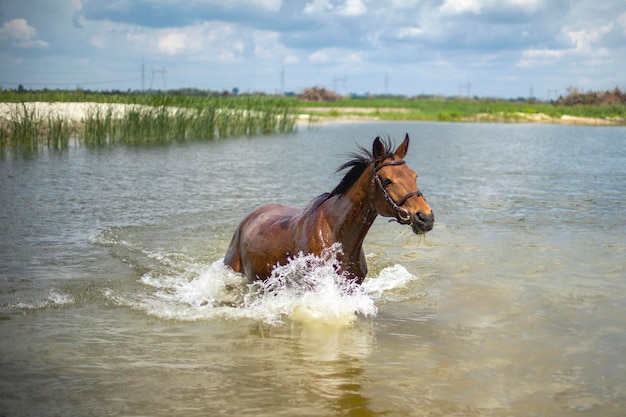 Photo the horse walks freely in the water of the lake