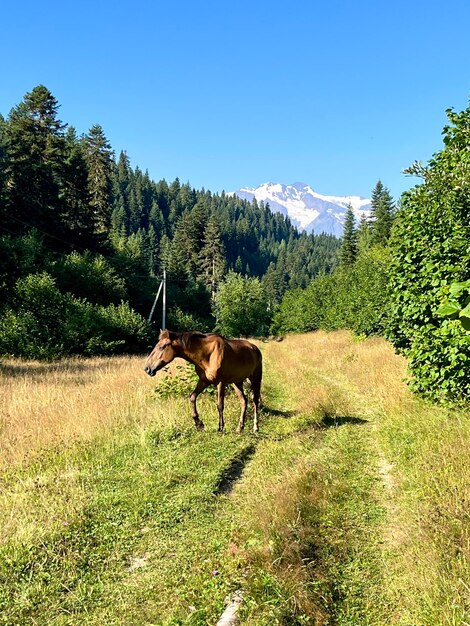 A horse walks on a green field against the background of mountains