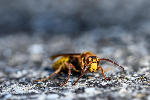 Horse wasp on a yellow leaf