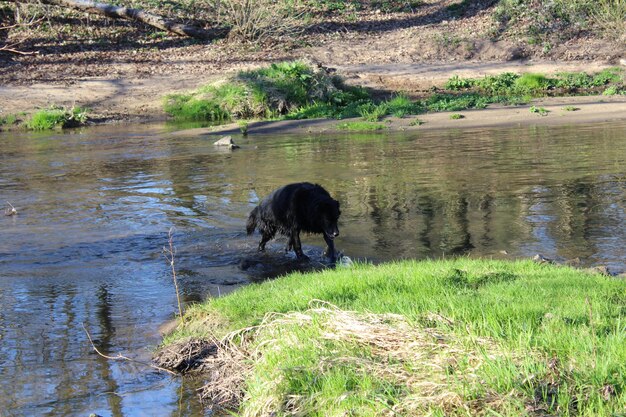 Horse in water