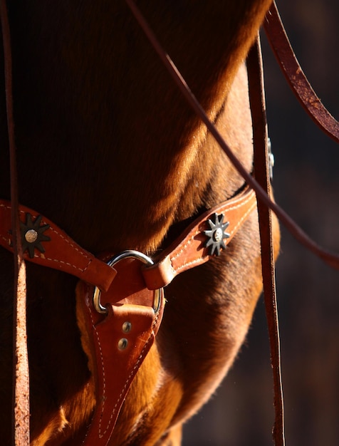 Horse western ammunition closeup