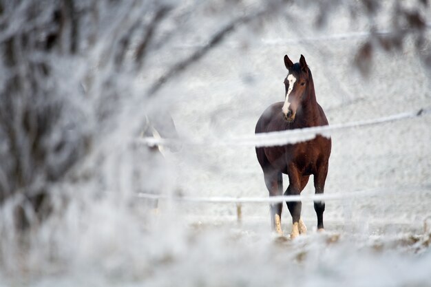 Cavallo in un paesaggio invernale