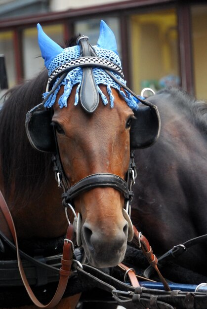 Horse with a blue cap