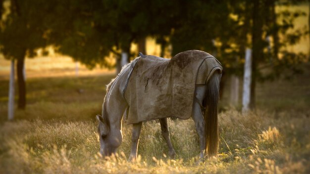 Photo a horse with a brown coat is eating grass