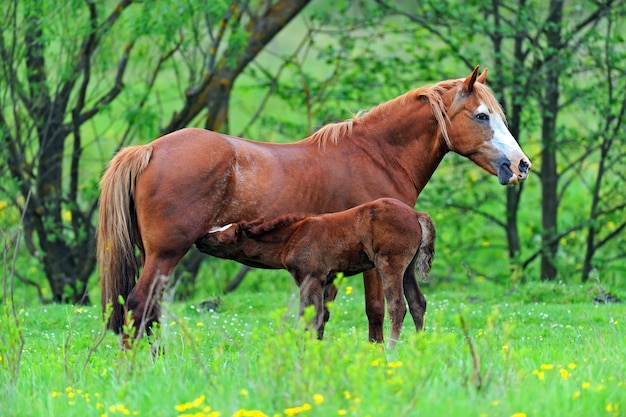 Cavallo con un vitello al pascolo