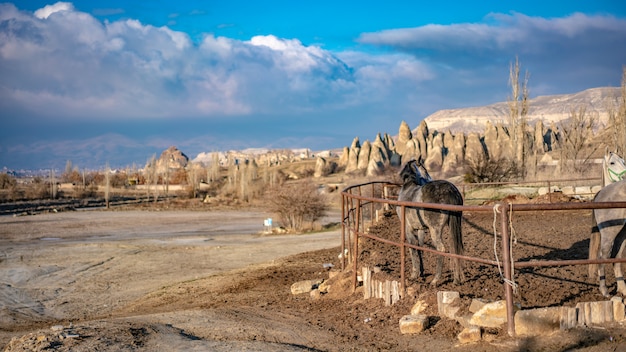 Cavallo con il paesaggio di cappadocia, turchia