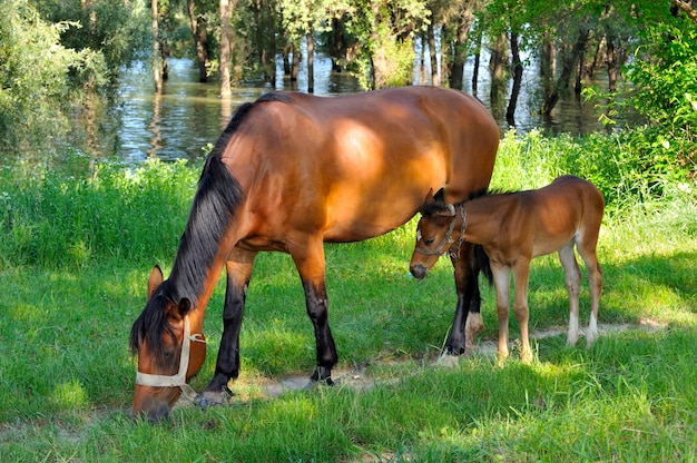 牧草地で子馬が放牧している馬