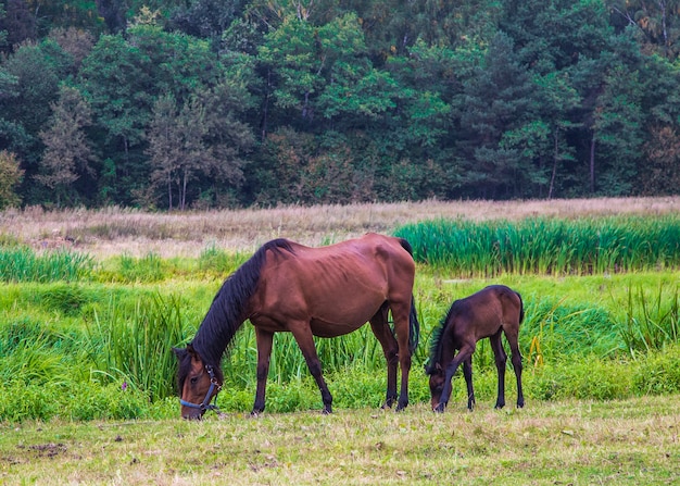 Horse with a foal on the meadow