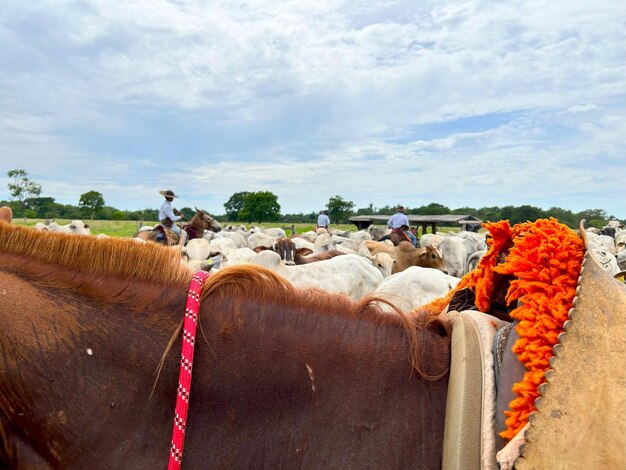 Photo a horse with a red ribbon around its neck is being pulled by a horse