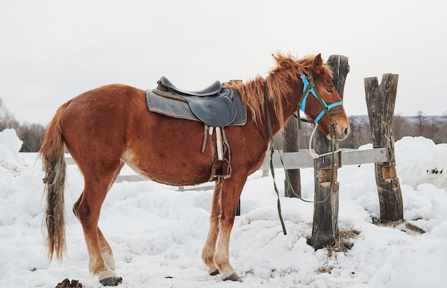 horse with a saddle on the white snow