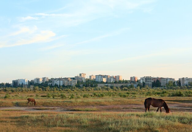 Horse with small foal in preirie pasture