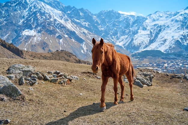 A horse without a team is walking in a meadow at the foot of the snow-capped mountains. Early spring the horse grazes in the mountains