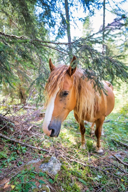 A horse in the woods