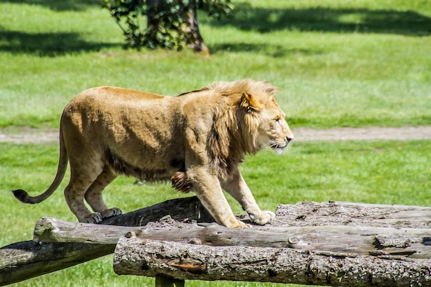 Foto cavallo in uno zoo