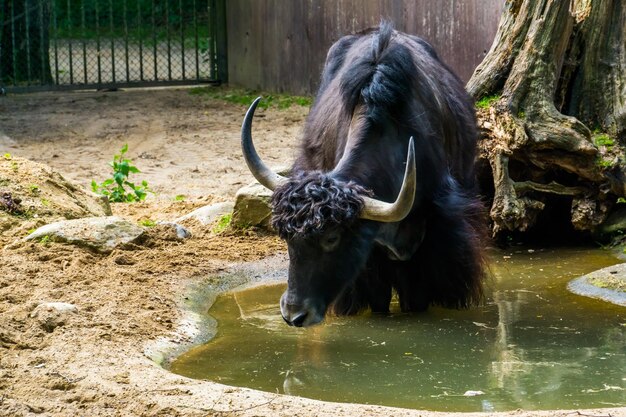 Foto cavallo in uno zoo