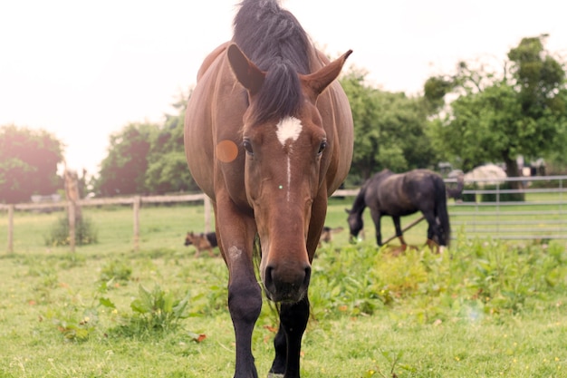 Photo horse